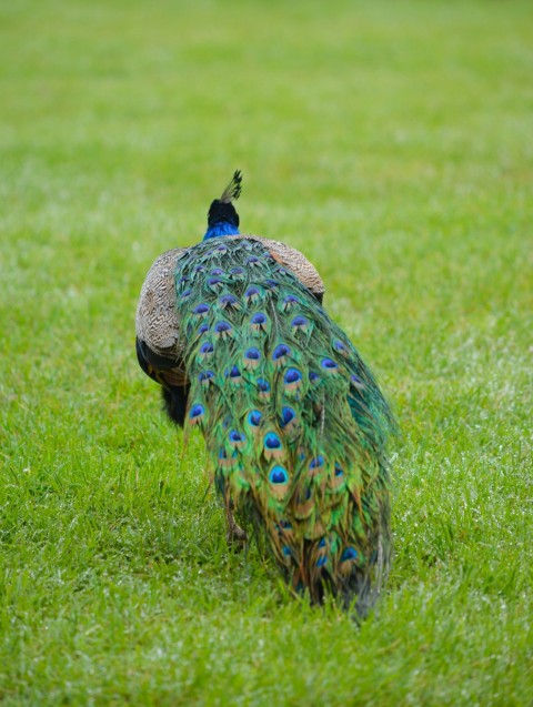 selective focus photography of indian peafowl on green grass field