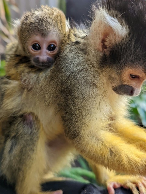 a small monkey sitting on top of a persons arm