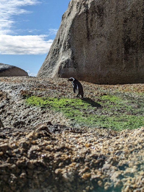 a penguin standing on top of a grass covered field