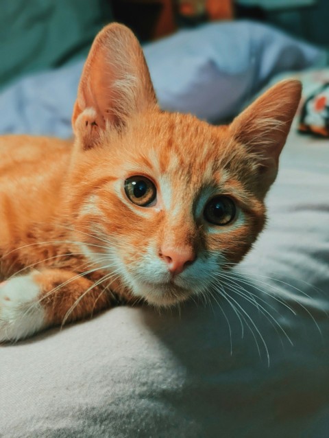 an orange cat laying on top of a bed