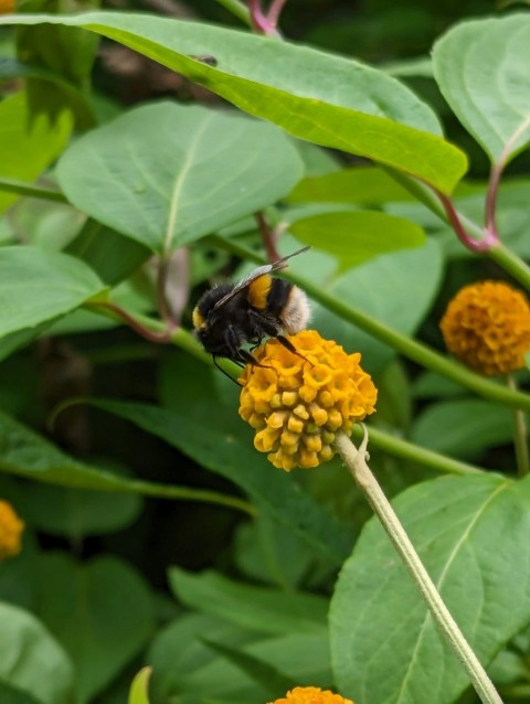 a bee sitting on top of a yellow flower