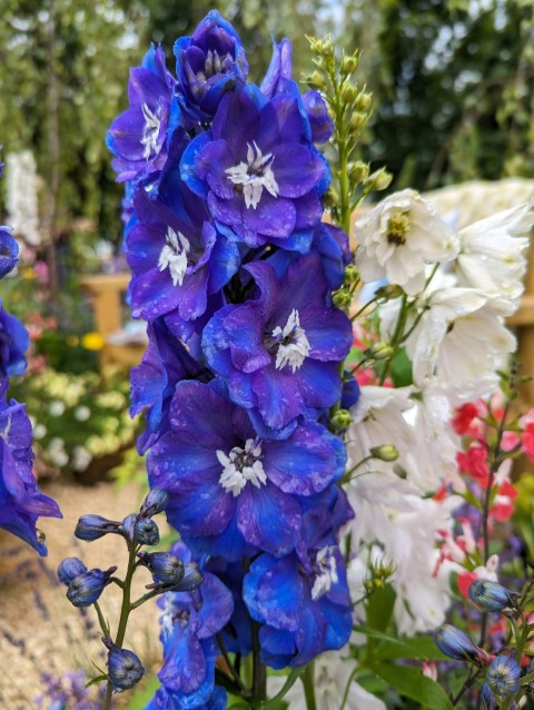 blue and white flowers in a garden setting