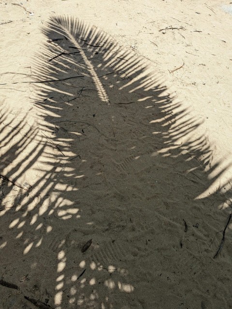 a shadow of a palm tree on a sandy beach