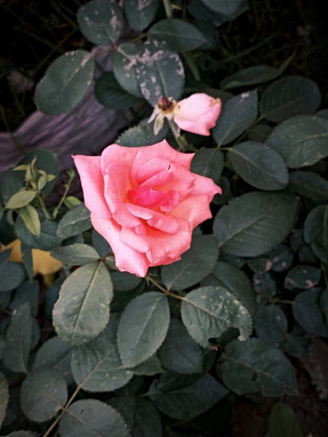 a single pink rose sitting on top of a bush