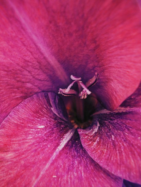 a close up of a purple flower with water droplets