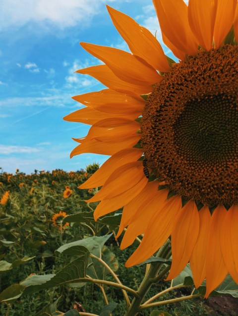 a large sunflower standing in a field of sunflowers