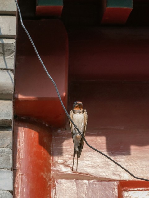 a small bird sitting on top of a red building