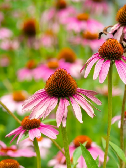 a field full of pink flowers with a bee on top of it SZOy6q0