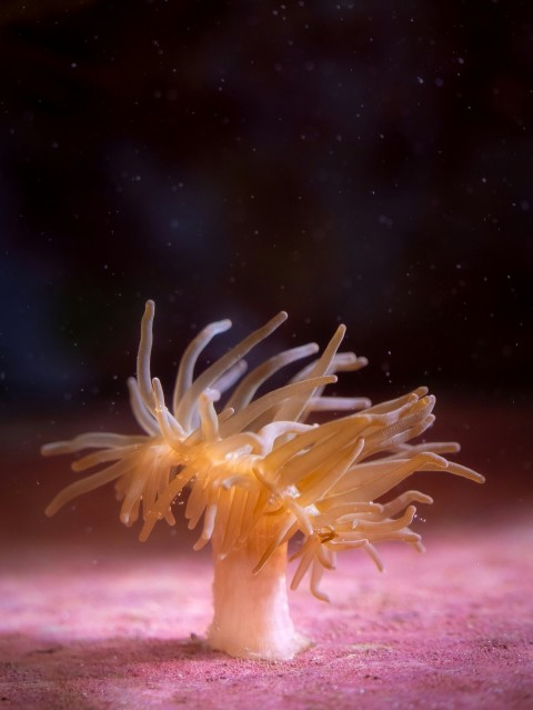 a sea anemone in the sand on a beach