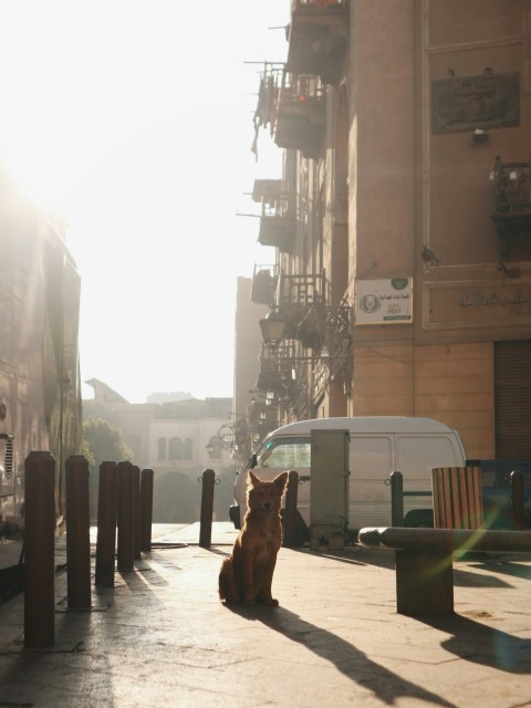 a dog sitting on a sidewalk next to a building