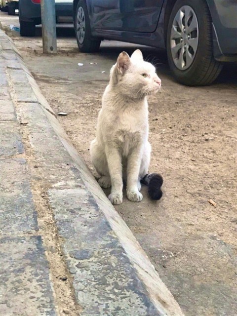 a white cat sitting on the side of a road