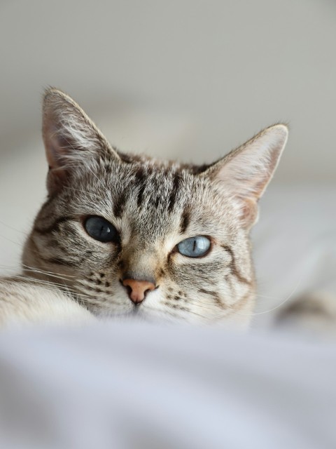 a close up of a cat laying on a bed vcfhhCa