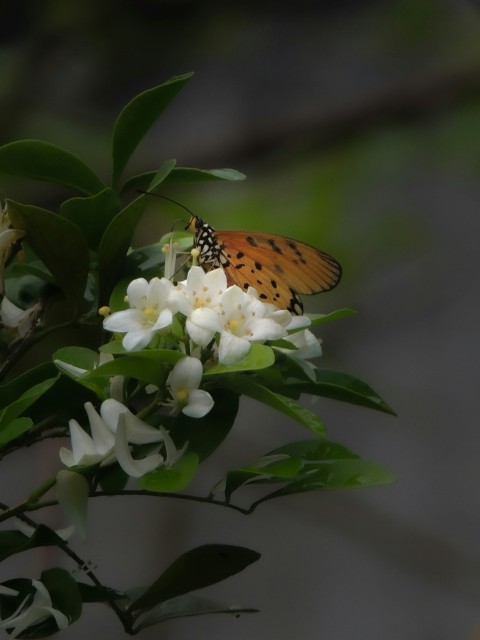 a butterfly sitting on top of a white flower c P