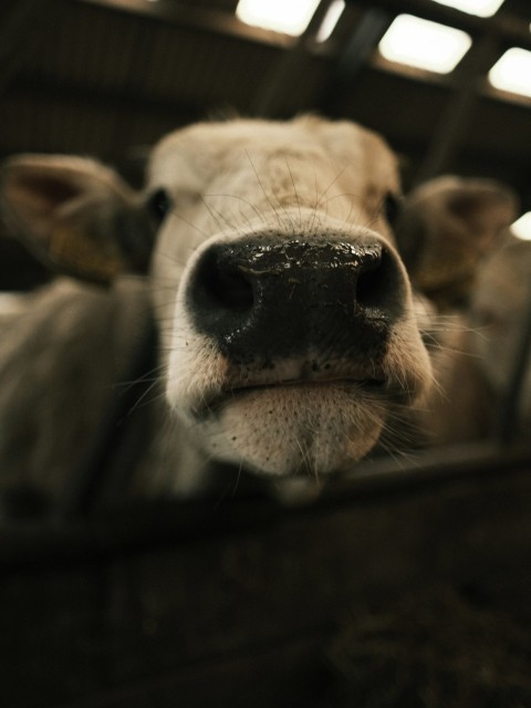 a close up of a cows face in a pen