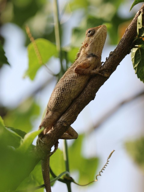 a lizard sitting on a branch in a tree