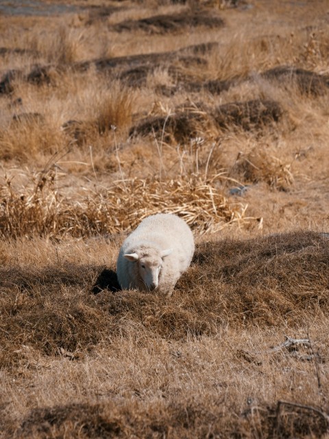 a white sheep laying on top of a dry grass field