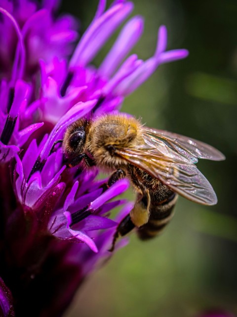 a bee is sitting on a purple flower