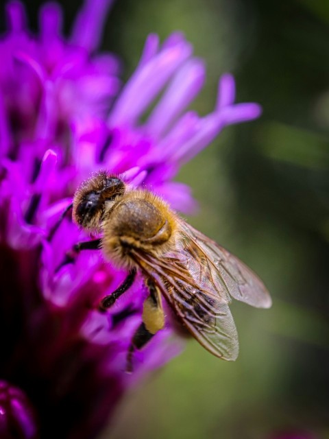 a bee is sitting on a purple flower