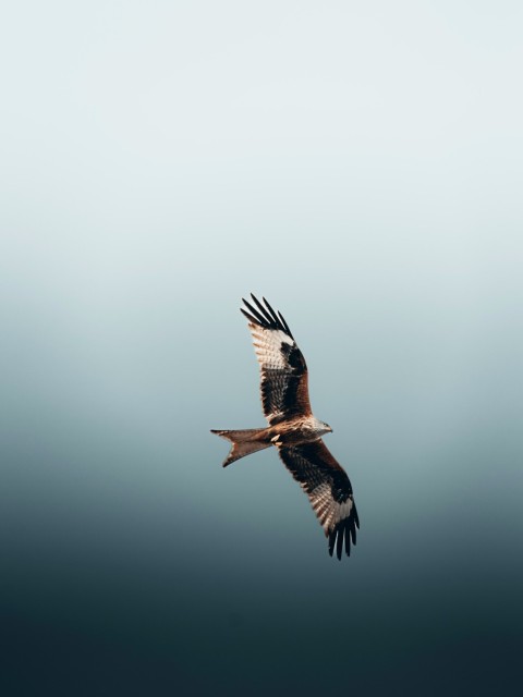 a large bird flying through a cloudy sky