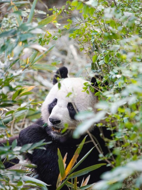 green plant across panda photo