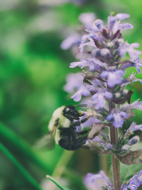 close up photography of bee purch on purple petaled flower