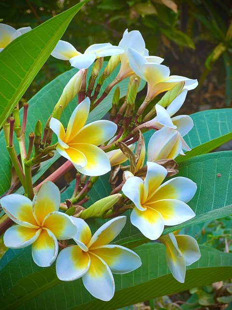 a bunch of white and yellow flowers on a tree