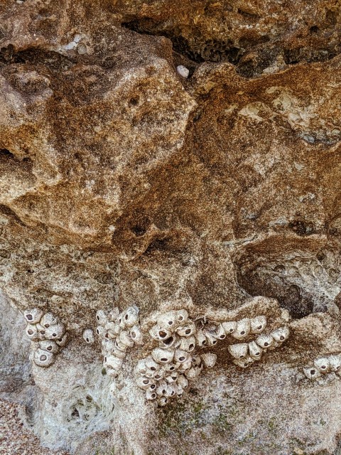 a close up of a rock with a bunch of holes in it