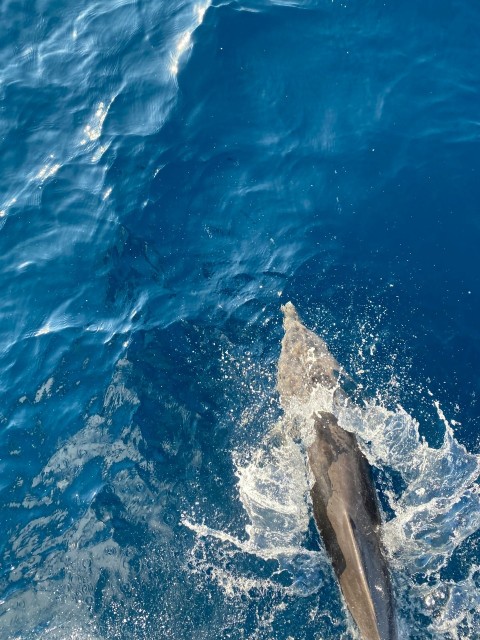 a dolphin jumping out of the water