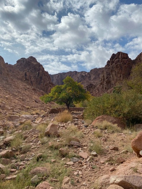 a lone tree in the middle of a rocky area