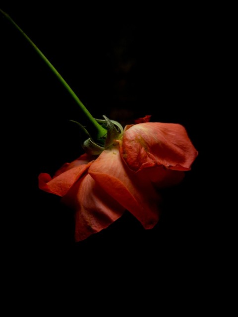 a single red flower with a black background