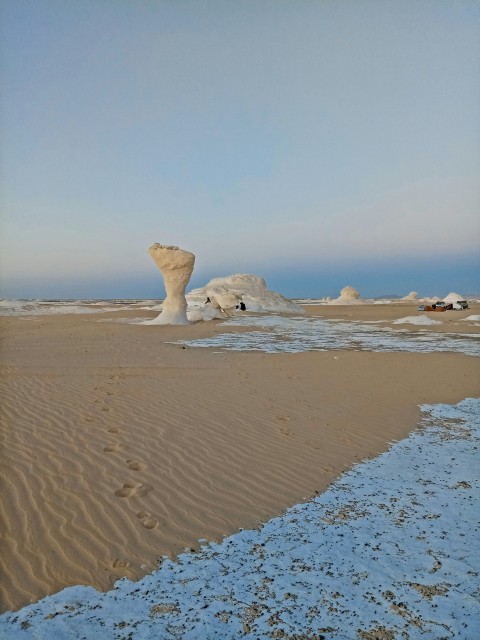 white sea lion on brown sand during daytime