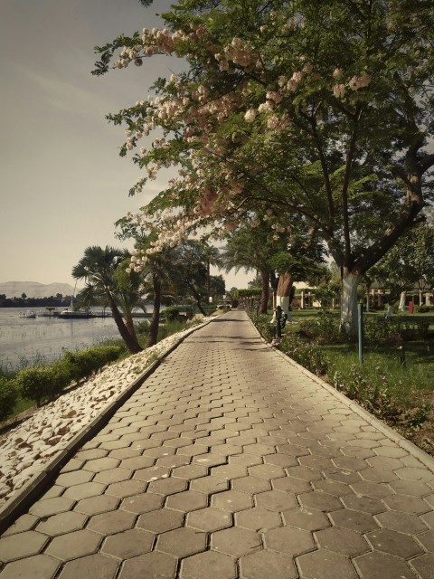 a path with trees on the side