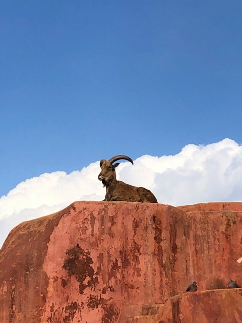 a goat sitting on top of a large rock