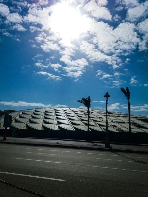 black bird flying over the building during daytime