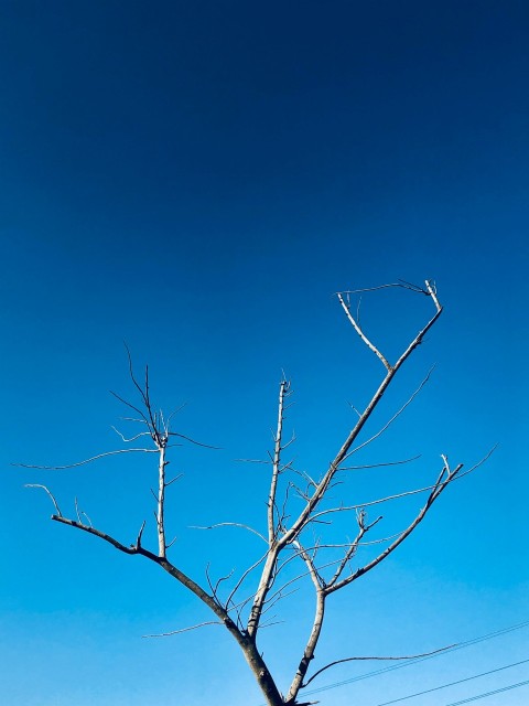 bare tree under blue sky during daytime