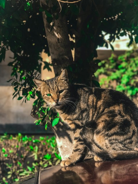 a cat sitting on top of a table next to a tree