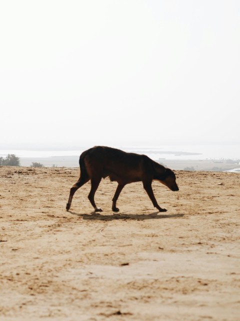 a brown dog walking across a sandy beach