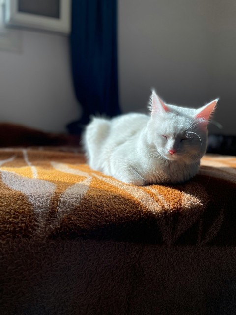 a white cat laying on top of a bed m1f1FF19N