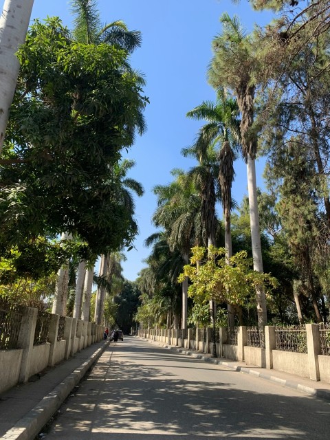 a street lined with palm trees next to a fence