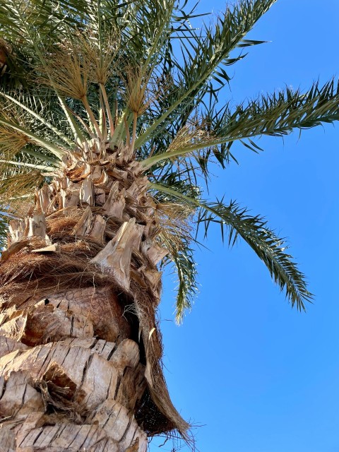 a palm tree with a blue sky in the background