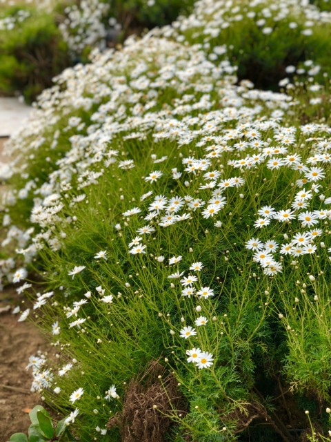 a bunch of white flowers in a field