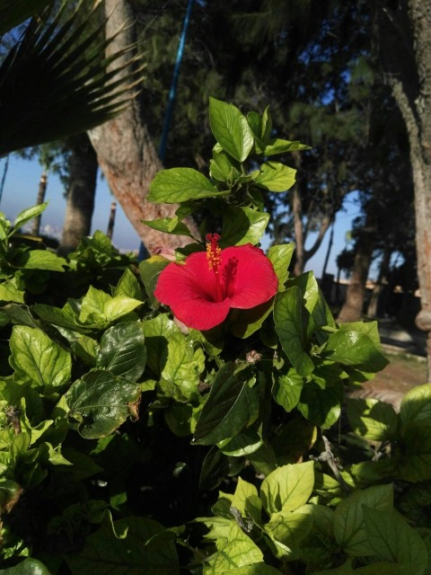 a red flower in the middle of some green leaves