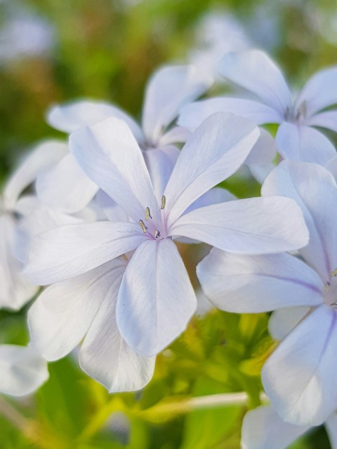 a group of white flowers with green leaves