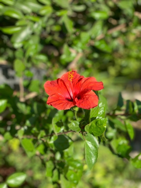 a red flower with green leaves in the background