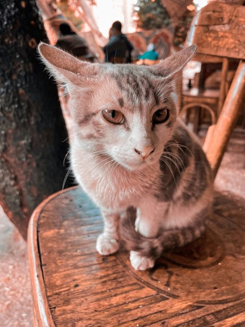 a cat sitting on top of a wooden chair