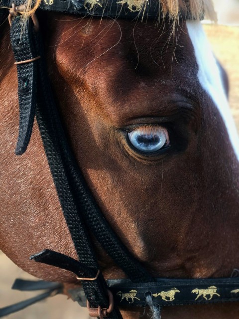 a close up of a horses face with blue eyes