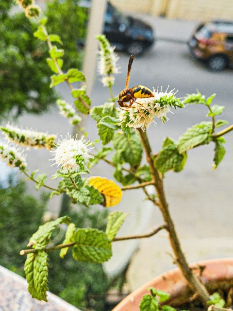 a bee on a flower