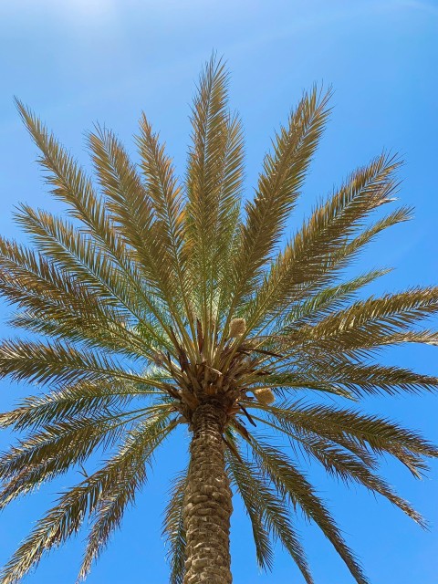 a palm tree with a blue sky in the background