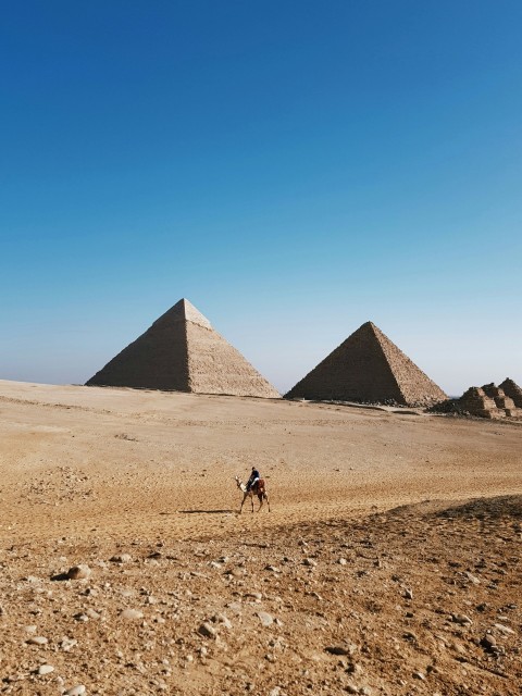 person riding camel during day time