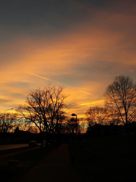 silhouette of trees during sunset n